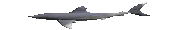 spinning shark