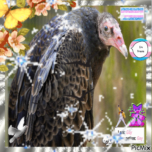 transgender vulture
